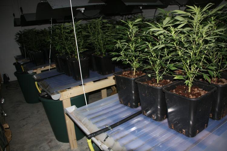 væksthuskriminalitet. Betjentene fandt 635 planter i det hemmelige skunkdrivhus på  Krimsvej på Amager. 