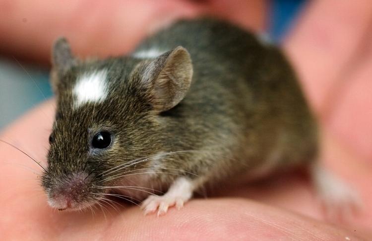 Piv. Lad musene leve, opfordrer en læser. 