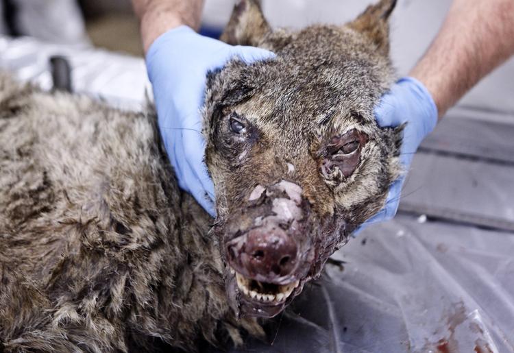 OBDUKTION. Ulven blev obduceret den 22. november, mens man stadigvæk ikke vidste, om der virkelig var tale om en ulv. 