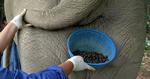 Elefantkaffe. Det kunne være sjovt, hvis kaffebønnerne kom ud på denne måde, men det er ikke helt sådan det foregår, når lokale thaier i det nordlige Thailand laver noget af verdens dyreste kaffe. 