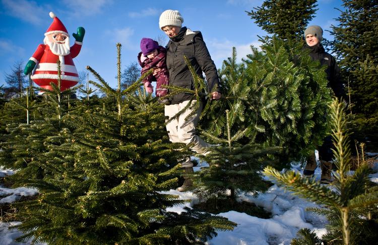 Svamp. En uforklarlig rød lidelse har ramt en del af de danske juletræer. 