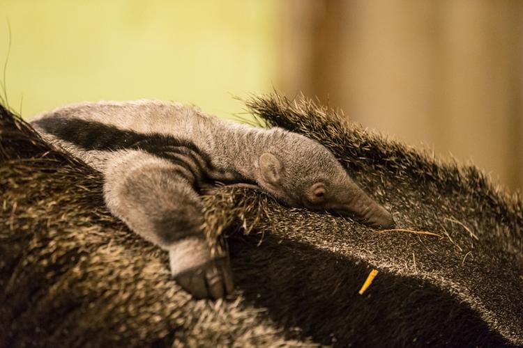 Den lille myresluger-unge har fire søskende allerede i Københavns Zoo. I de næste mange måneder kommer den til at hænge på ryggen af sin mor. 