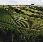 Barolo