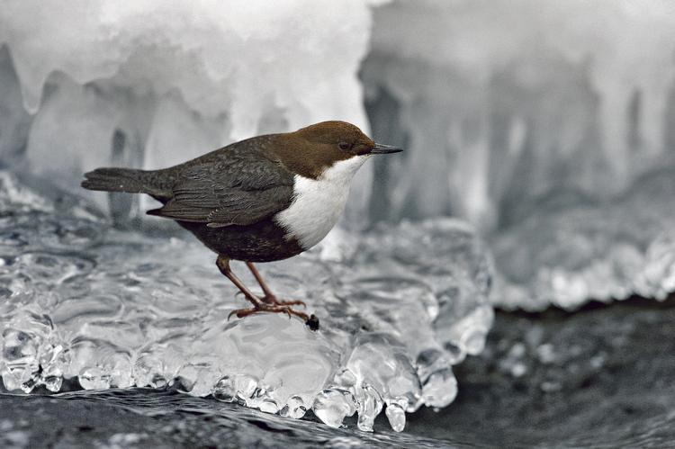 fuglekig. Vandstæren i farver. 