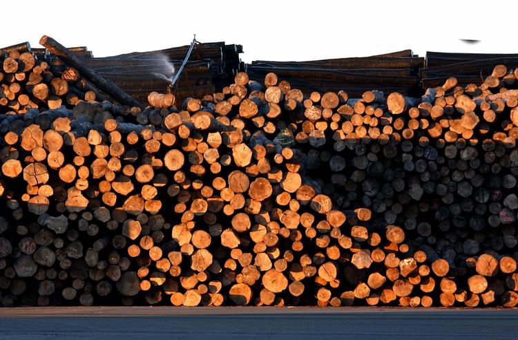 bæredygtig. Kritikere: Den danske stat har i stor stil købt træ uden at se på, om det er bæredygtigt, eller for den sags skyld lovligt. 