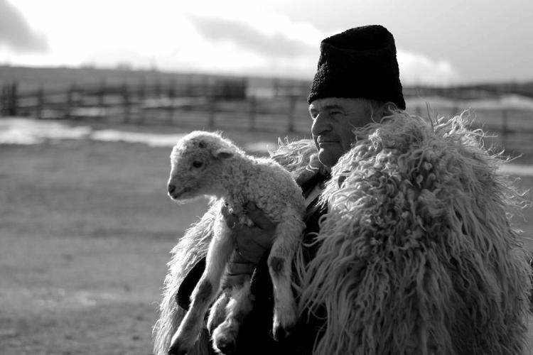 Pelsklædt. Tilværelsen som fårehyrde kræver hård hud, når livets gang bestemmes af naturens kredsløb og vejrets luner. Hyrdelivet skildres roligt og observerende i dokumentaren om det ældgamle  erhverv. 