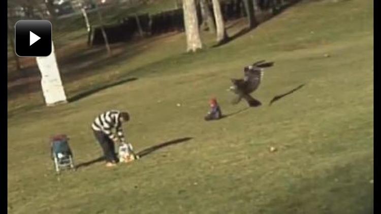 En animation af en ørn, der tager et lille barn i en park og begynder at flyve væk, er de seneste dage gået verden rundt. Men nu erkender designskole, at videoen er fup og fidus. 