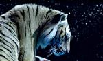 livagtig. Med 10.000.000 computeranimerede hår i pelsen ser tigeren Richard Parker fuldstændig livagtig ud. 