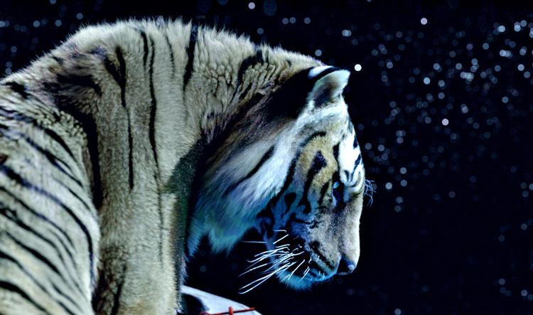 livagtig. Med 10.000.000 computeranimerede hår i pelsen ser tigeren Richard Parker fuldstændig livagtig ud. 