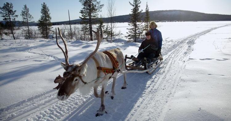 Fart. I støt tempo går det hen over isen med rensdyret Adja. Den tur kan turister også opleve. 