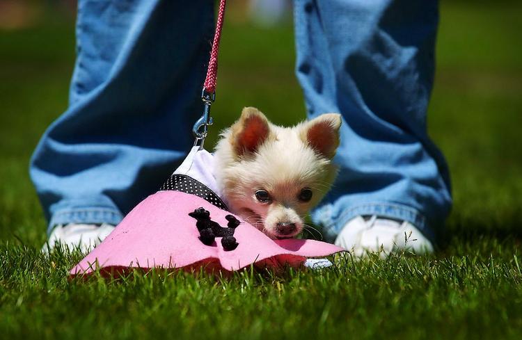 Kæledyr. Forbruget af foder og tilbehør er steget med 22 procent siden 2005, mens udgifterne til dyrlæge og andre behandlinger er steget med hele 56 procent. 