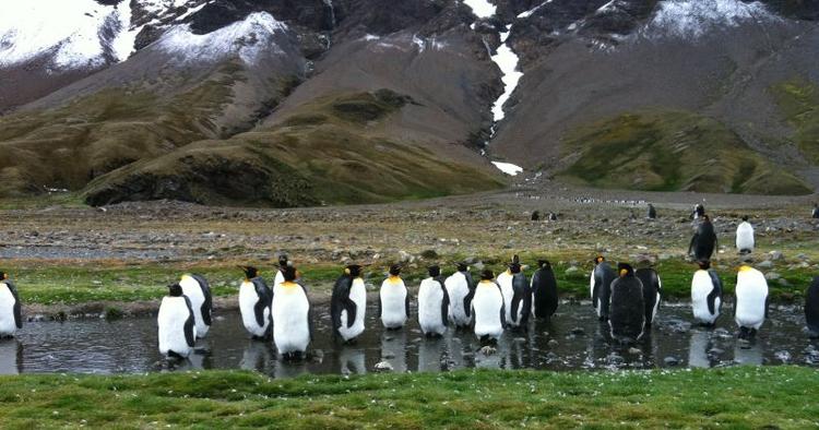 Dyreliv. Pingviner i hundredtusindvis venter turisterne på øerne i de antarktiske farvande. 