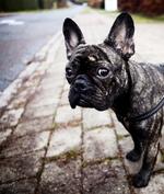 angst. Det er specielt to ting, hundene er bange for, lysglimtene og de høje knald. 