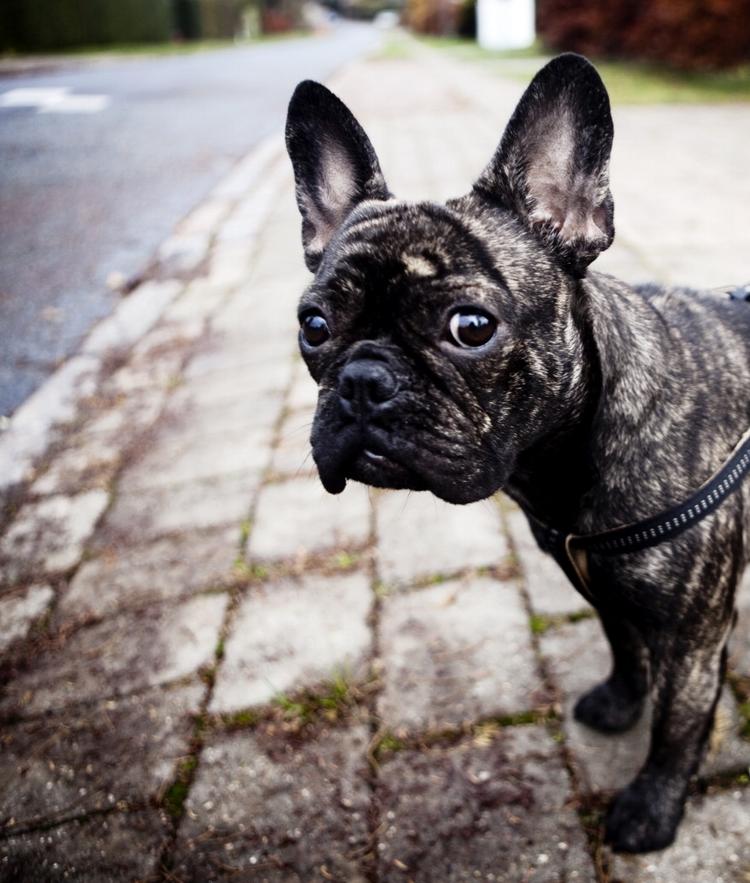 angst. Det er specielt to ting, hundene er bange for, lysglimtene og de høje knald. 