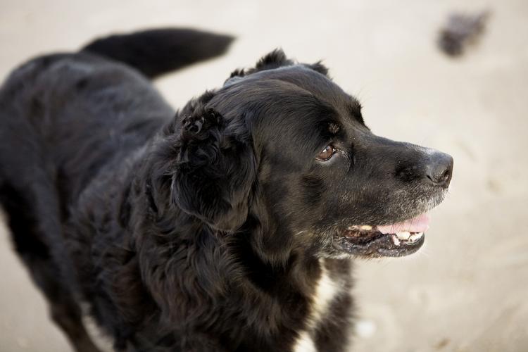 Panik. Knald og bang gør din hund bange nytårsaften, her er 10 råd til en god fest. 