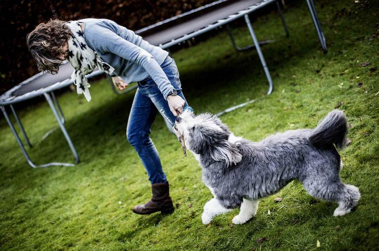 depression. Især hunde får medicin, når de er kede af det. 
