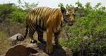 Åbning. Indiens tigerreservater kan nu igen få besøg af turister. Der menes at leve ca. 1.700 tigre i Indien. 
