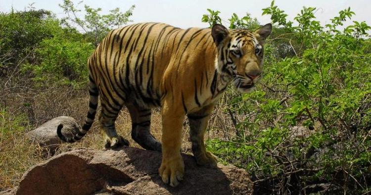 Åbning. Indiens tigerreservater kan nu igen få besøg af turister. Der menes at leve ca. 1.700 tigre i Indien. 