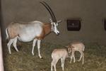 velkommen. Det er kun en ud af hver 100. fødsel, som ender med tvillinger hos sabeloryx-antiloperne, og i Aalborg Zoo er det første gang, de oplever det. 