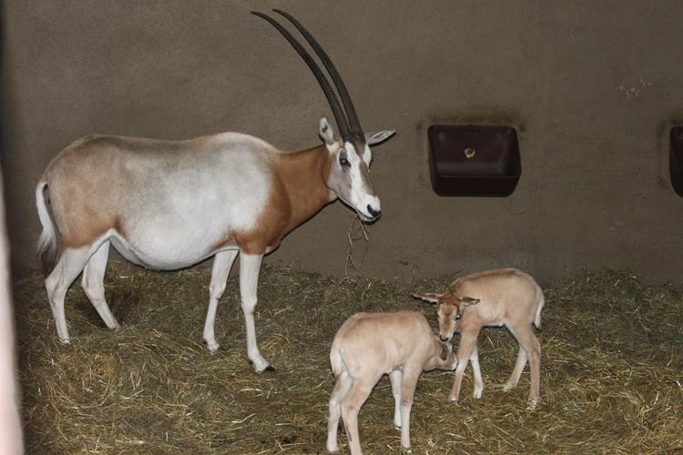 velkommen. Det er kun en ud af hver 100. fødsel, som ender med tvillinger hos sabeloryx-antiloperne, og i Aalborg Zoo er det første gang, de oplever det. 