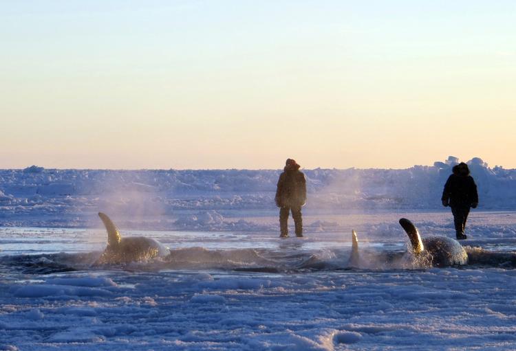 Canada-Trapped Killer Whales