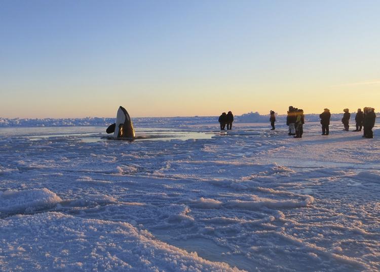INDESPÆRREDE. Spækhuggerne blev et tilløbsstykke for beboerne i Inukjuak i det nordlige Quebec, der var bekymrede for hvalernes overlevelseschancher så langt fra åbent hav. Nu har hvalerne selv fundet en vej ud af isdækket. 