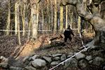 Déja-vu: En betjent leder efter spor i Hareskoven efter skyderi for tredje dag i træk. 