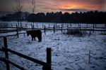 Morgenkulde. Hvem der bare var en hest. Så kunne man i det mindste sætte vinterpels. 
