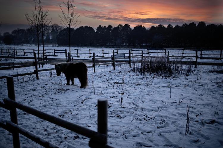 Morgenkulde. Hvem der bare var en hest. Så kunne man i det mindste sætte vinterpels. 