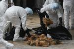 Virus. Fugleinfluenza har en dødelighed hos mennesker på 60 procent. Normalt smitter det kun fra fugl til fugl eller fra fugl til menneske. Forskerne har dog lavet en udgave, som formentlig kan smitte mellem mennesker. 