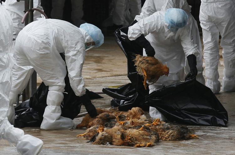 Virus. Fugleinfluenza har en dødelighed hos mennesker på 60 procent. Normalt smitter det kun fra fugl til fugl eller fra fugl til menneske. Forskerne har dog lavet en udgave, som formentlig kan smitte mellem mennesker. 