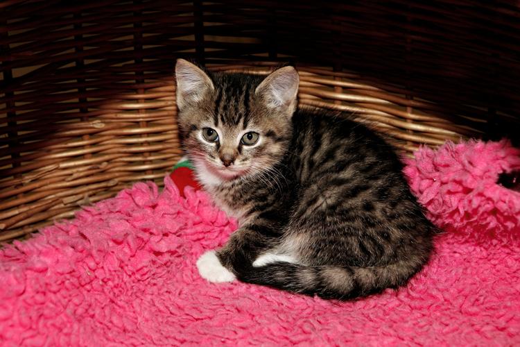 dræber. Hold den indendøre, put en klokke om halsen på den og få ikke en ny, når den dør. Sådan lyder rådet fra en newzealandsk miljøaktivist og økonom. 