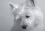 Hund