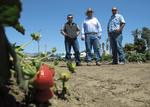 Latino Strawberry Growers
