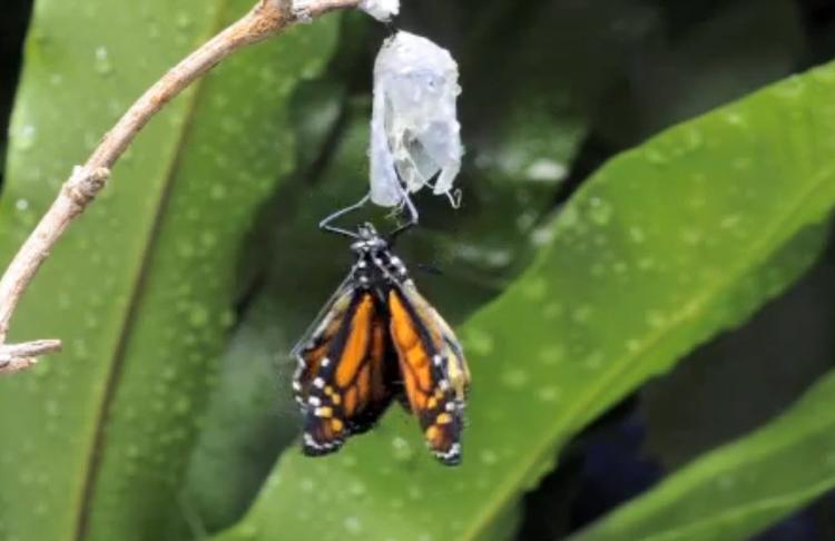 Smukt. Naturen er vildere end man kan forestille sig. Så er det godt, der er nogen derude, der tager sig tid til at tage en ordentlig masse billeder for at vise os, hvor vildt det egentlig er. 