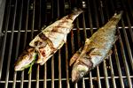 lolklarlund_sommergrill2_19-01-2013_SHFQH1F.jpg