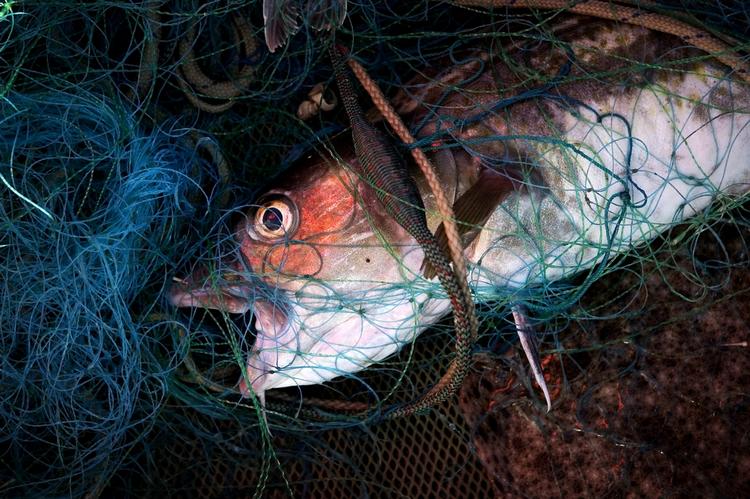 udsmidning. EU indfører et forbud mod udsmidning af døde eller døende fisk imellem år 2014 og 2017. 