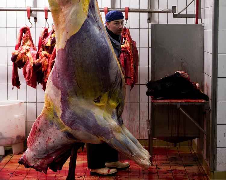 HESTEKØD. Heste undgår en lang og ubehagelig transporttur til Sydeuropa, hvis danskerne selv spiser dem. Billedet er fra Gerth Th. Hansens Slagteri i Christiansfeld, som dog ikke længere slagter heste. 