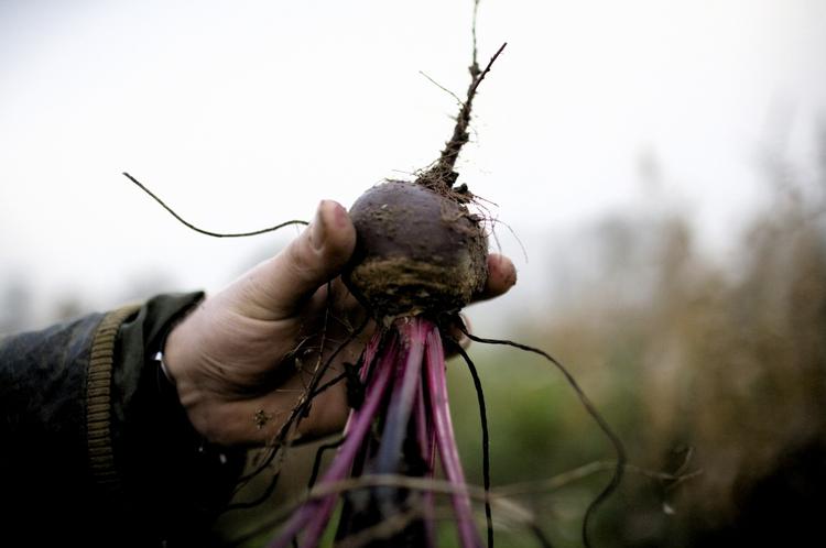 Populært. Verdenssalget af økologi er cirka tredoblet på 10 år. 