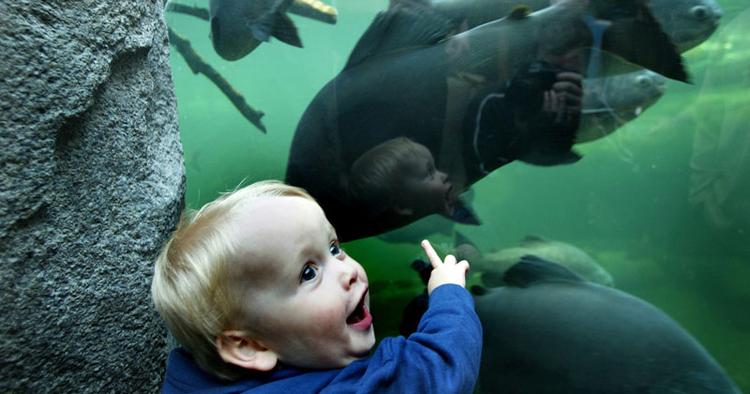 FERIETID. Randers Regnskov er et af de steder, hvor ungerne kan blive underholdt i vinterferien. 