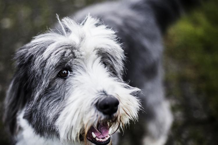 Kæledyr. Symptomer på allergi hos hunde minder ofte om menneskers allergi. Nys, hævede øjenlåg og hudkløe kan være tegn på allergi. 