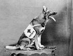 en amerikansk drøm. Rin Tin Tin blev reddet fra Første Verdenskrig af en amerikansk soldat, der tog schæferen med hjem og gjorde den til en superstjerne, der var tæt på at vinde en Oscar som bedste skuespiller.