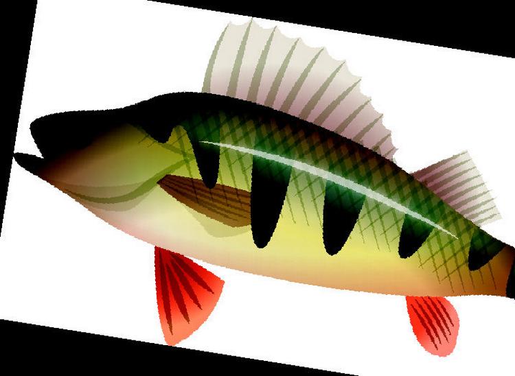 Reaktion. Selv doser på 1 milliarddel af et gram per liter vand af p-piller har vist sig at have vidtrækkende effekter på fisks reproduktion. 