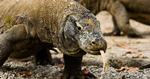 KLAR. Det er en øgle som denne, der netop har overfaldet en turistguide på den indonesiske ø Komodo. 