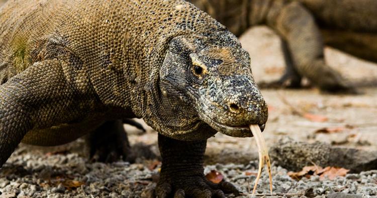 KLAR. Det er en øgle som denne, der netop har overfaldet en turistguide på den indonesiske ø Komodo. 