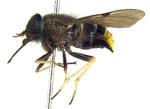 Bzzzzz. Dette billede fra 2009 forestiller en nyopdaget austrlsk flue, som er opkaldt efter popstjernen Beyonce, tro det eller ej. Den 24-årige forsker, der opdagede fluen var nemlig stor Beyonce-fan, og derfor blev fluen døbt: Scaptia (Plinthina) beyonceae. Sjov historie, som i øvrigt intet har at gøre med nedenstående historie, andet end at de begge er lidt underfundige. 
