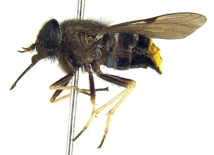 Bzzzzz. Dette billede fra 2009 forestiller en nyopdaget austrlsk flue, som er opkaldt efter popstjernen Beyonce, tro det eller ej. Den 24-årige forsker, der opdagede fluen var nemlig stor Beyonce-fan, og derfor blev fluen døbt: Scaptia (Plinthina) beyonceae. Sjov historie, som i øvrigt intet har at gøre med nedenstående historie, andet end at de begge er lidt underfundige. 
