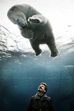 »Det skal helst være sådan, at jeg brænder fingrene lidt. Jeg skal absolut røre ved det, hvis det er lidt farligt«, siger forfatteren til det værk som vinder Politikens Litteraturpris på 250.000 kroner. Her er Kim Leine fotograferet sammen med isbjørnen Ivan i Zoologisk Haves nye arktiske ring. 