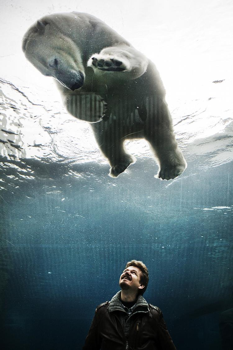 »Det skal helst være sådan, at jeg brænder fingrene lidt. Jeg skal absolut røre ved det, hvis det er lidt farligt«, siger forfatteren til det værk som vinder Politikens Litteraturpris på 250.000 kroner. Her er Kim Leine fotograferet sammen med isbjørnen Ivan i Zoologisk Haves nye arktiske ring. 