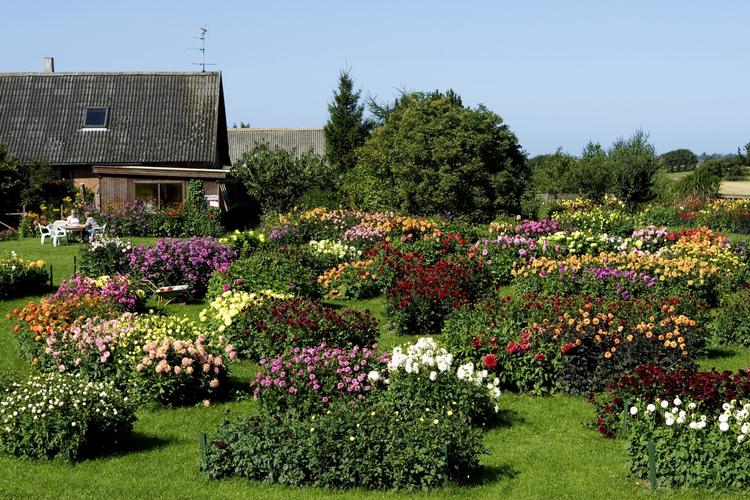 Farverig. Så snukt kan det se ud, når georginerne blomstrer. Det kræver dog, at knoldene overlever vinteren. 